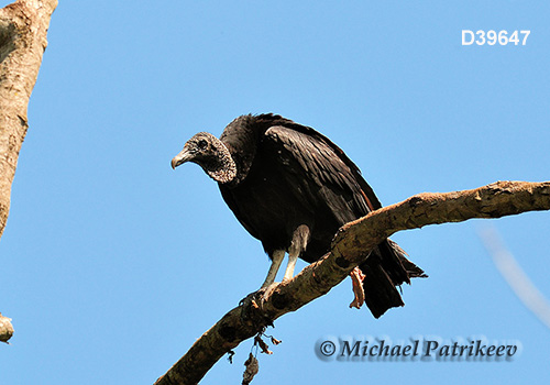 American Black Vulture (Coragyps atratus)
